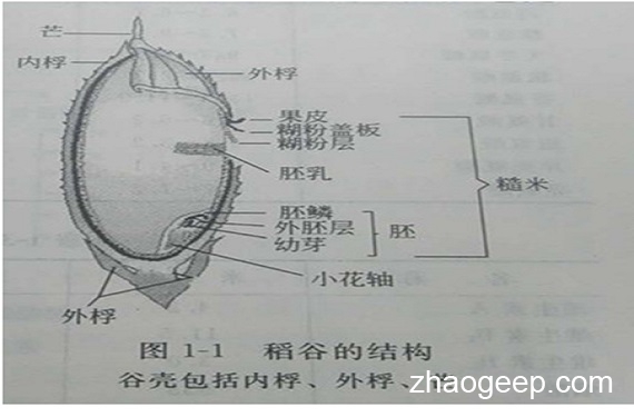兆格分享:液壓榨油機(jī)壓榨米糠制油工藝
